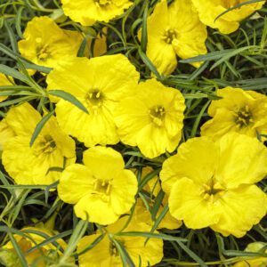 Calylophus - Texas Primrose