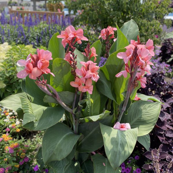 TOUCAN® Coral Canna - Annual