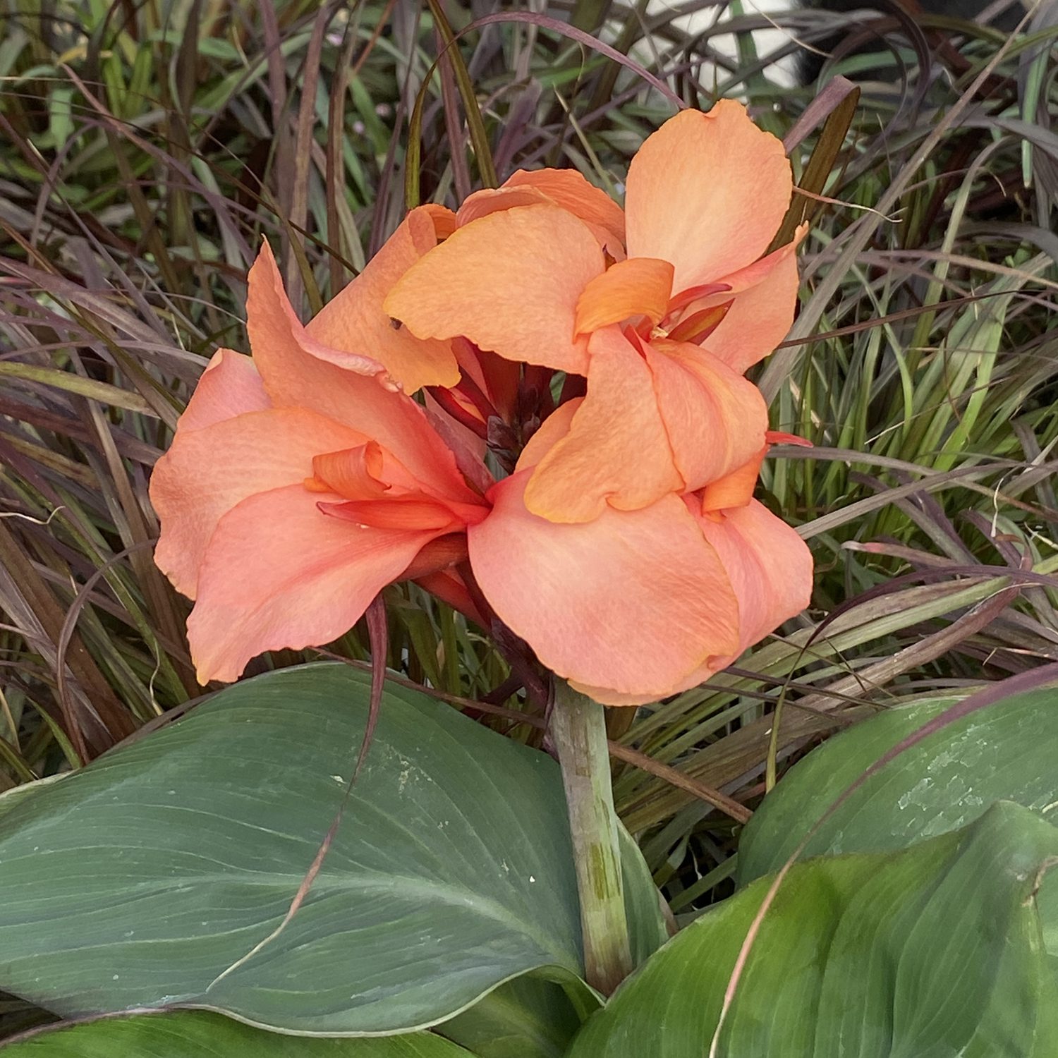 TOUCAN® Coral Canna - Annual