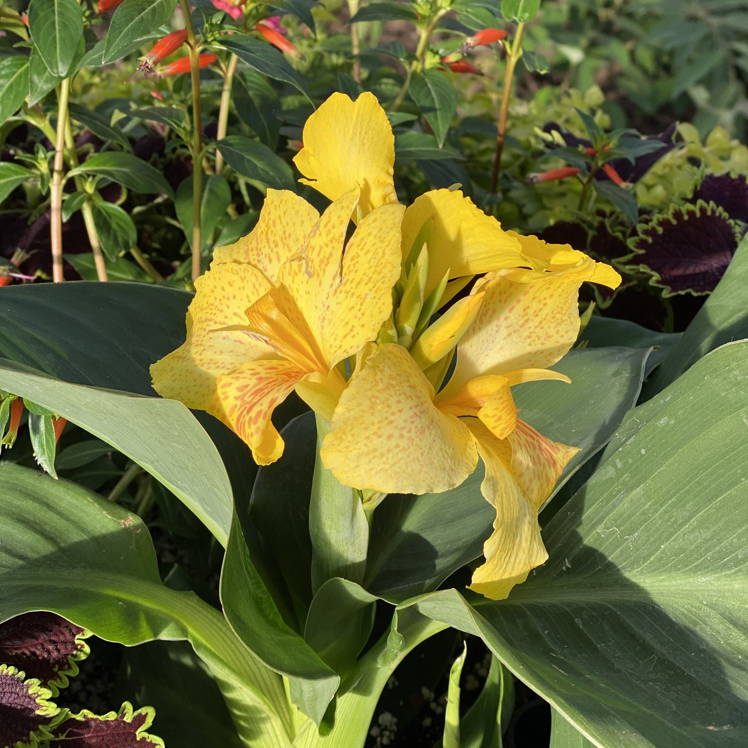 Canna TOUCAN Yellow - Buy Canna Lilies Annuals Online