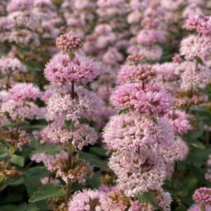 Caryopteris BEYOND PINKD™ - Shrub