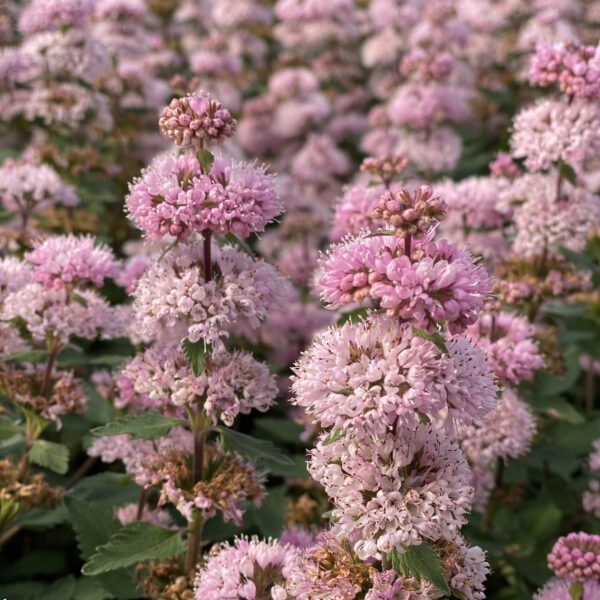 Caryopteris BEYOND PINKD™ (Bluebeard) - Shrub