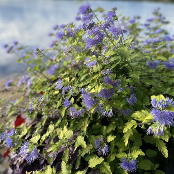 SUNSHINE BLUE II® Caryopteris - Shrub