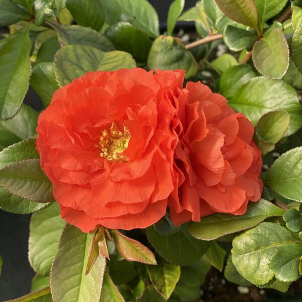 DOUBLE TAKE ORANGE™ Chaenomeles - Shrub