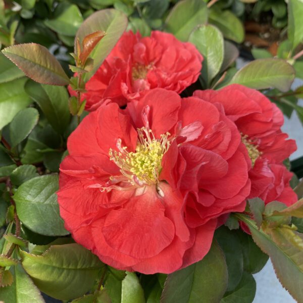 DOUBLE TAKE PINK™ Chaenomeles - Shrub