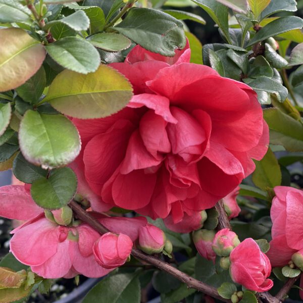 DOUBLE TAKE PINK™ Chaenomeles - Shrub