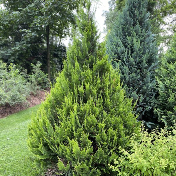 Chamaecyparis PINPOINT® GOLD - Shrub