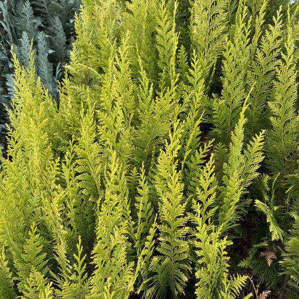 Chamaecyparis PINPOINT® GOLD - Shrub