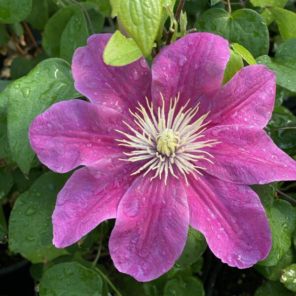 BOULEVARD® Acropolis™ Clematis - Perennial