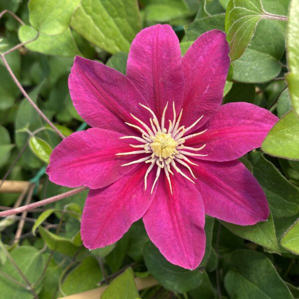 BOULEVARD® Acropolis™ Clematis - Perennial