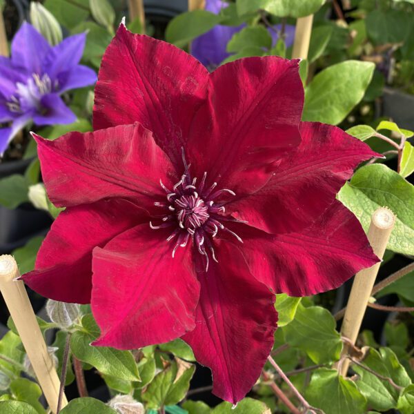 BOULEVARD® NUBIA™ Clematis - Perennial