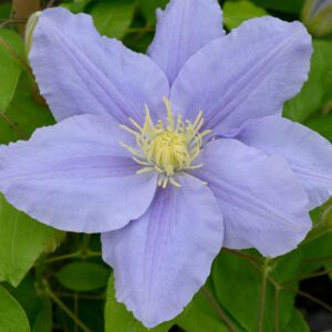 Boulevard® Zara™ Clematis - Perennial