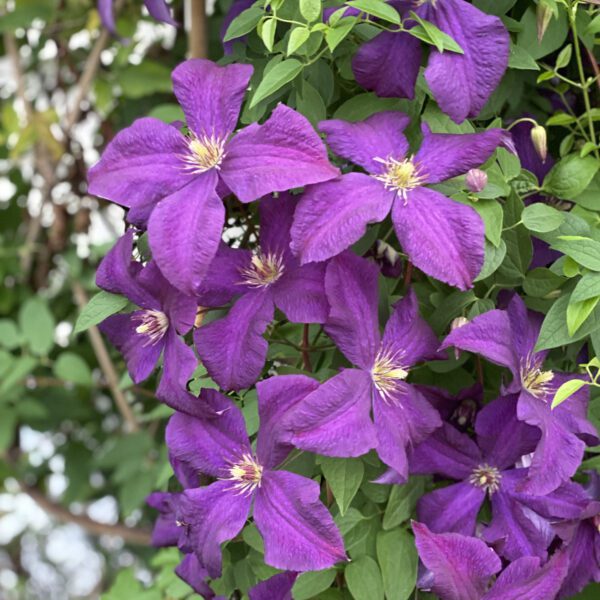 Clematis Jackmanii - Perennial