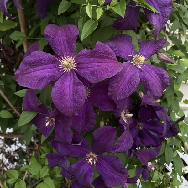 Clematis Jackmanii - Perennial