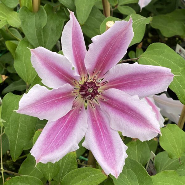 Clematis Nelly Moser - Perennial