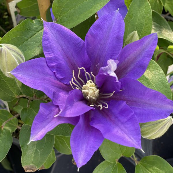 Clematis Olympia - Perennial