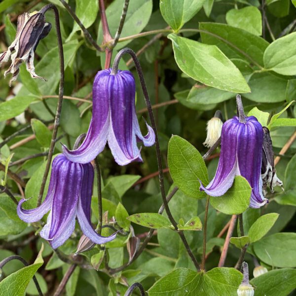 Clematis Roguchi - Perennial