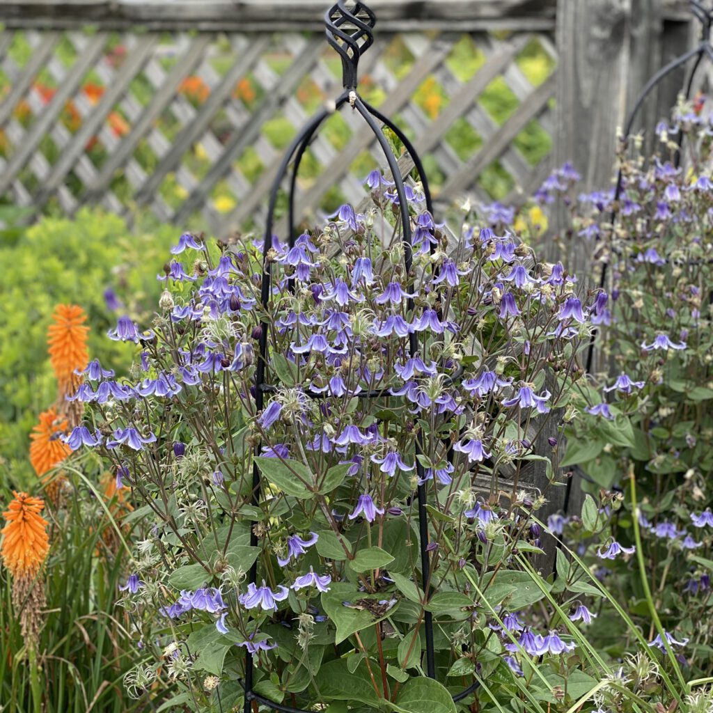 'Stand by Me' Clematis Order Online