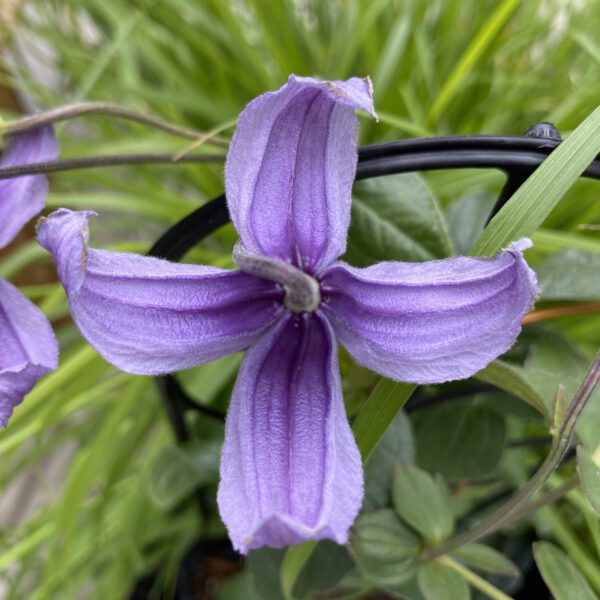 Clematis Stand by Me Lavender - Perennial