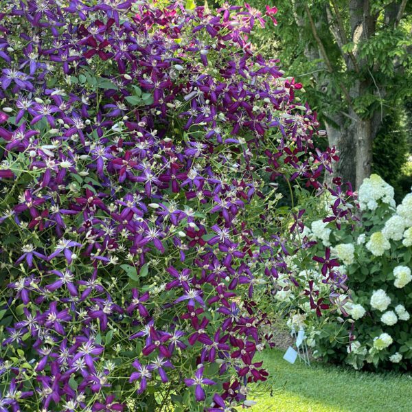 Clematis Sweet Summer Love - Perennial