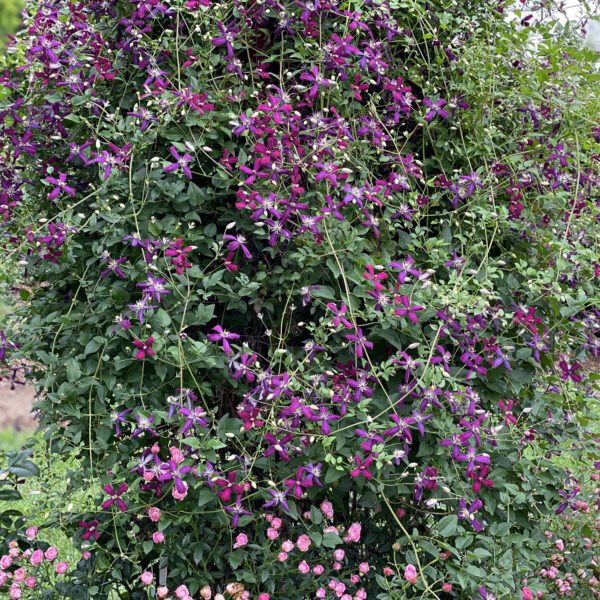 Clematis Sweet Summer Love - Perennial