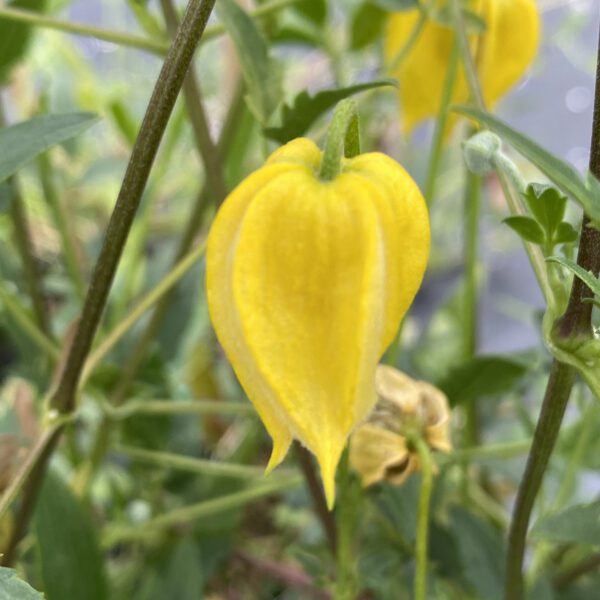 Clematis tangutica - Perennial