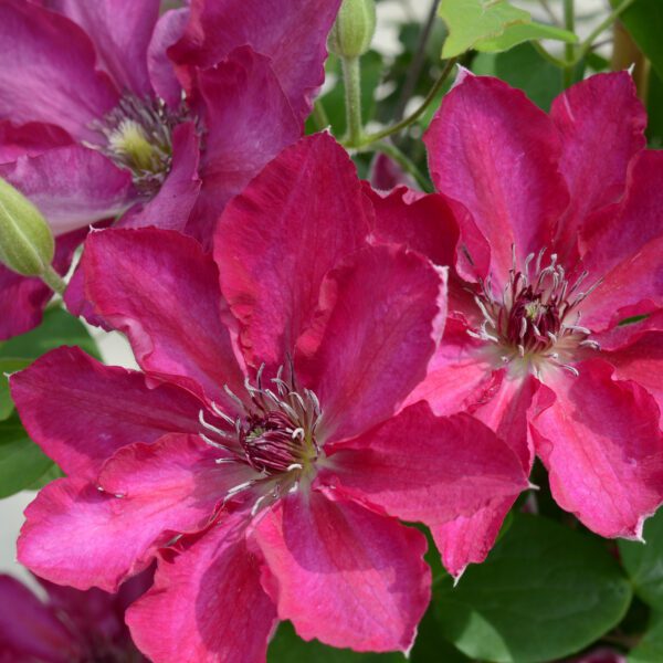 Garland® Tekla™ Clematis - Perennial