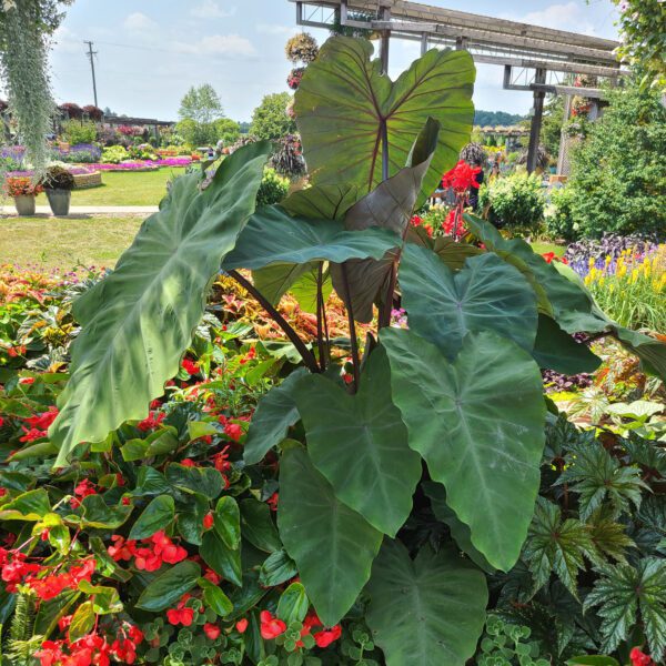 Colocasia Heart of The Jungle - Annual