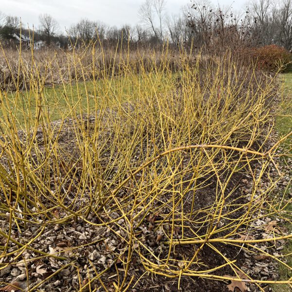 ARCTIC FIRE® Yellow Cornus - Shrub