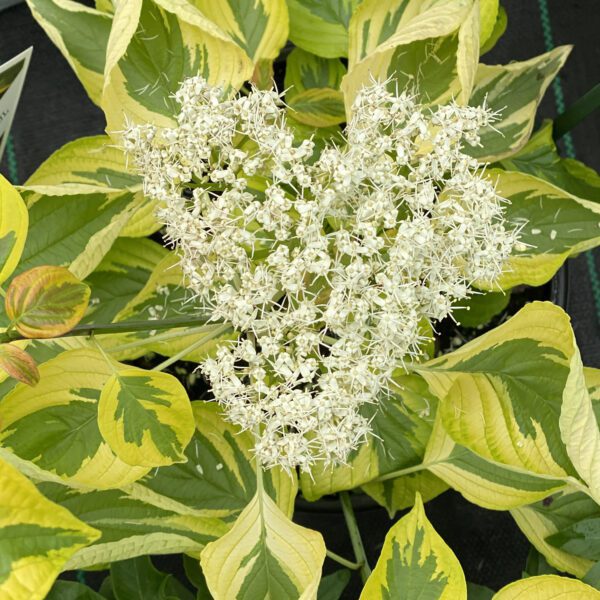 GOLDEN SHADOWS® Cornus - Shrub