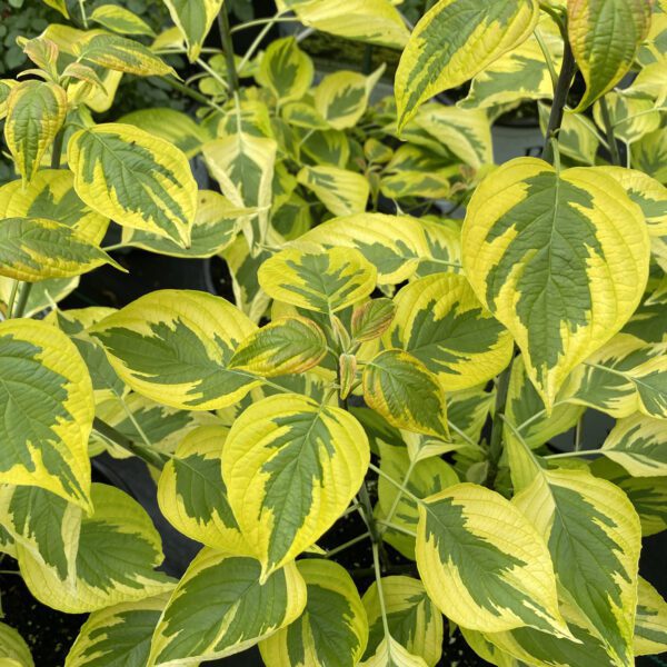 GOLDEN SHADOWS® Cornus - Shrub