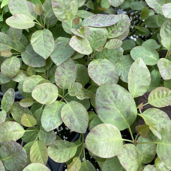 THE VELVET FOG™ Cotinus - Shrub