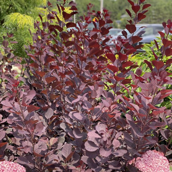 WINECRAFT BLACK® Cotinus - Shrub