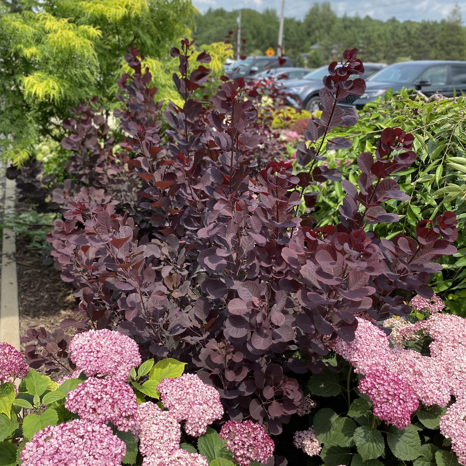 Winecraft Black® - Smokebush - Cotinus coggygria