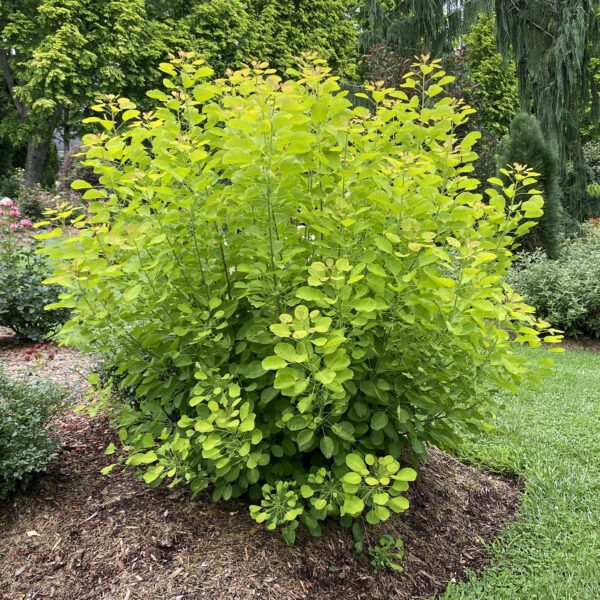 WINECRAFT GOLD® Cotinus - Shrub