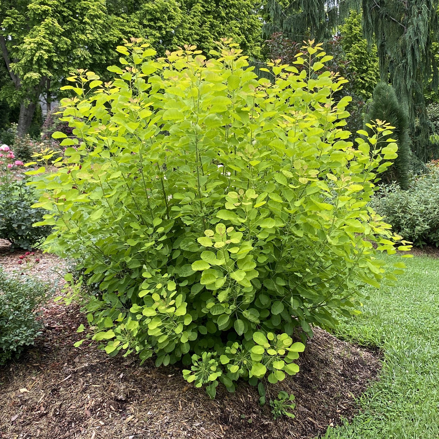 WINECRAFT GOLD® Cotinus - Garden Crossings