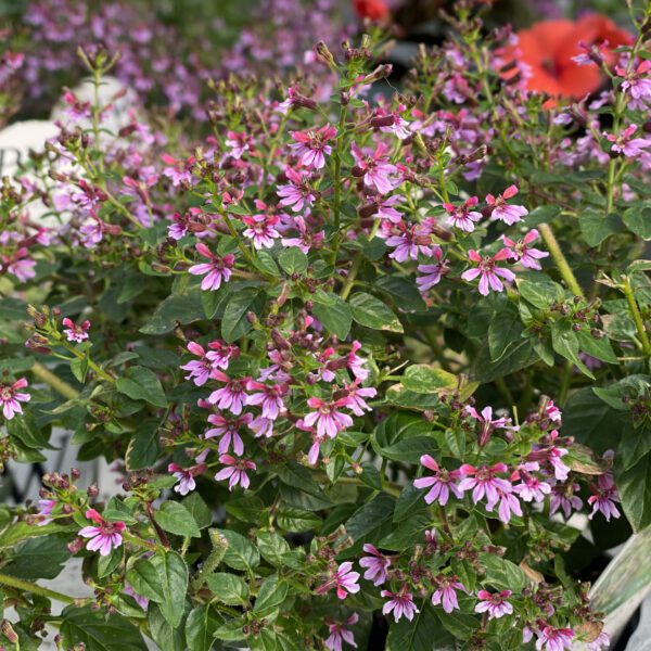 FAIRY DUST® Pink Cuphea - Annual