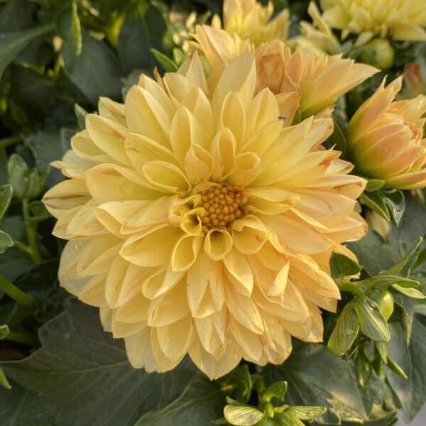 Dahlia Dalina® Grande Romero - Annual