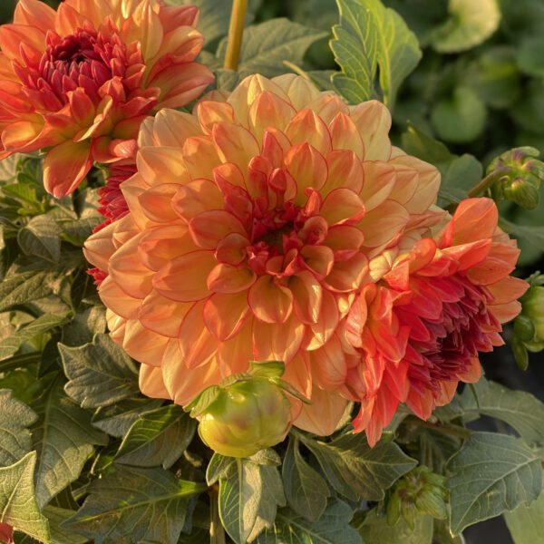 Dahlia Dalina® Grande Tequila - Annual