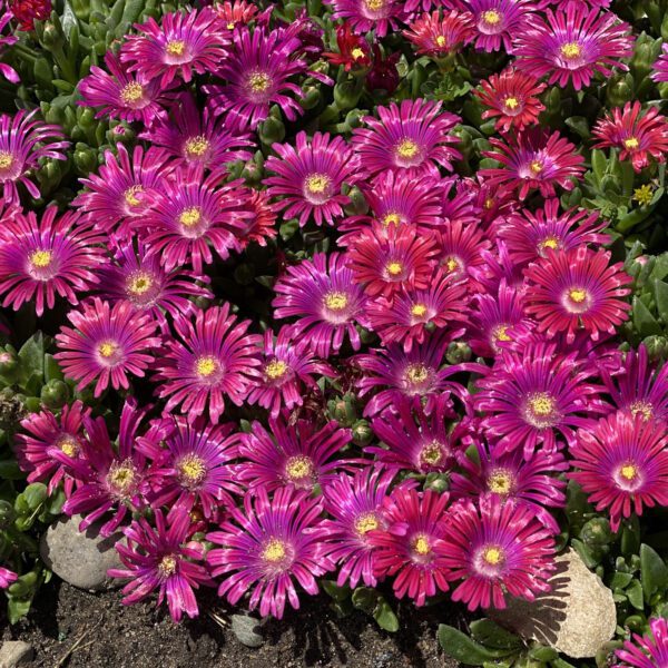 Delosperma GRANITA® Raspberry - Perennial