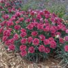 FRUIT PUNCH® Cherry Vanilla Dianthus - Perennial
