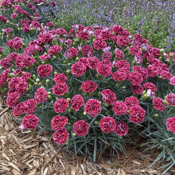 FRUIT PUNCH® Cherry Vanilla Dianthus - Perennial