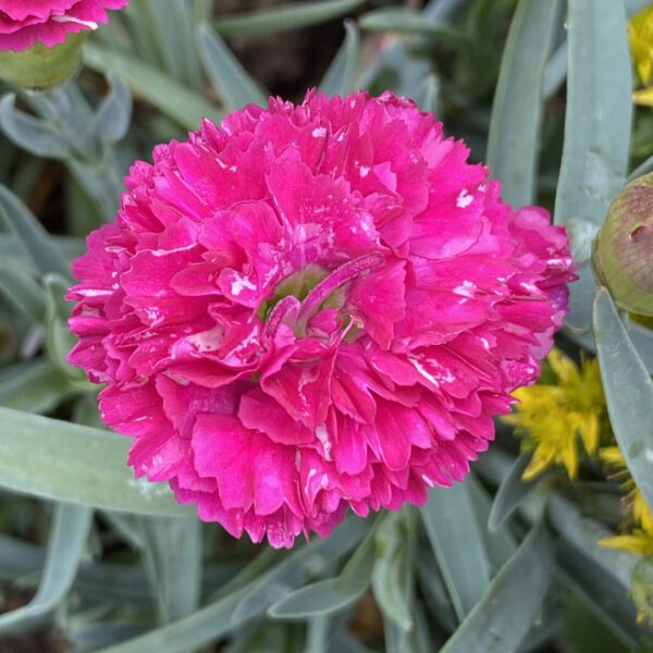 FRUIT PUNCH® Funky Fuchsia Dianthus - Perennial