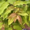 KODIAK FRESH™ Diervilla - Shrub