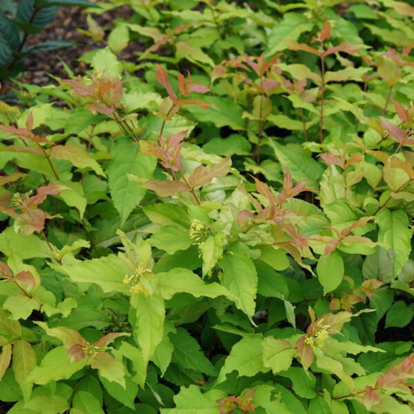 KODIAK FRESH™ Diervilla - Shrub