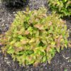 KODIAK FRESH™ Diervilla - Shrub