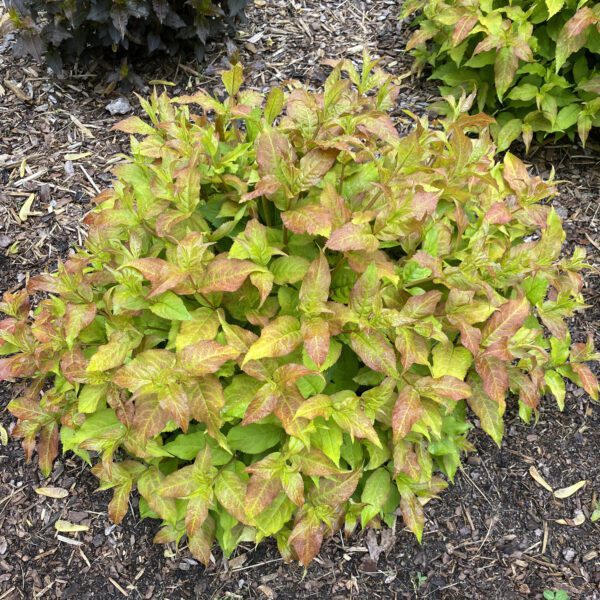 KODIAK FRESH™ Diervilla - Shrub