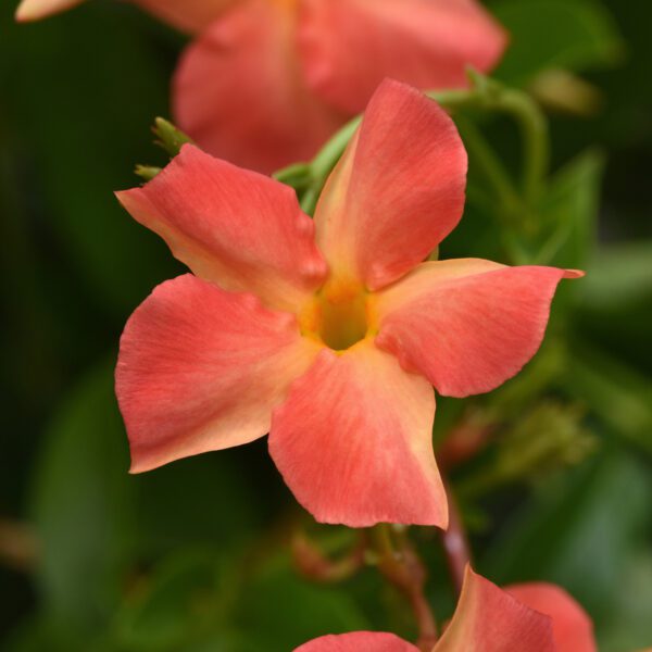 DIAMANTINA™ Coral Orange Sunrise Dipladenia - Annual