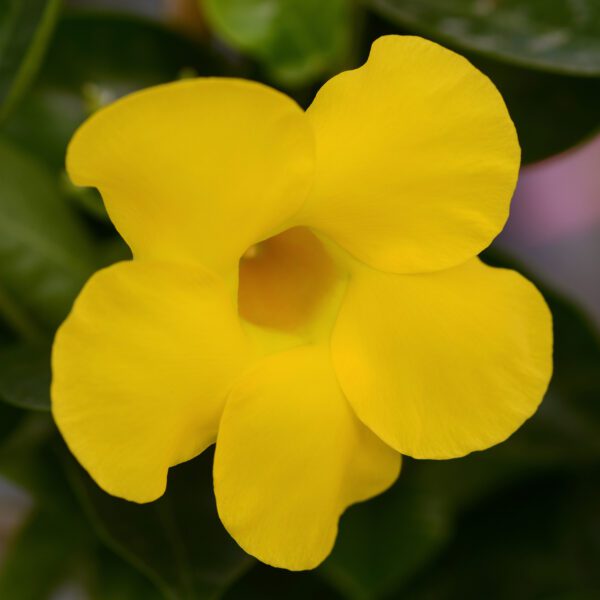 DIAMANTINA™ Opal Yellow Vining Dipladenia - Annual