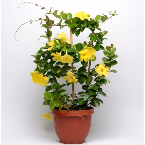 DIAMANTINA™ Opal Yellow Vining Dipladenia - Annual